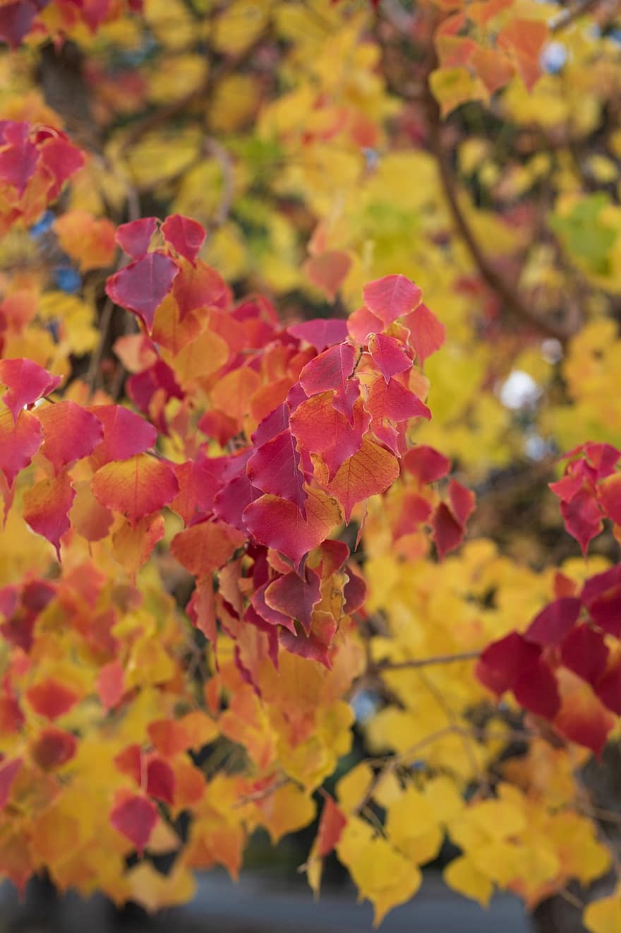 blade, løv, træ, efterår, natur, blad, gul, sæson, multi farvet, levende farve, plante