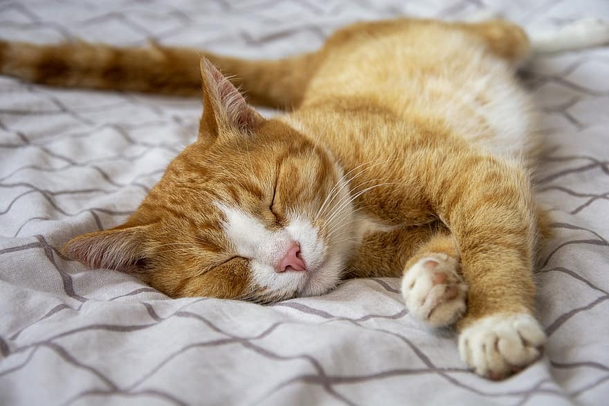 gatto soriano, gatto addormentato, letto, gatto rosso, animale domestico, animale