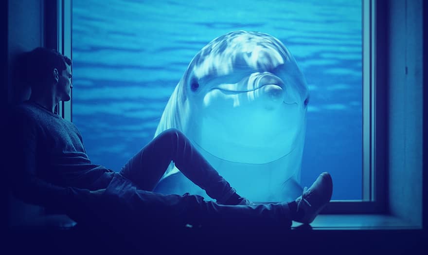 man, dolfijn, glas, tank, aquarium, water, onderwater-