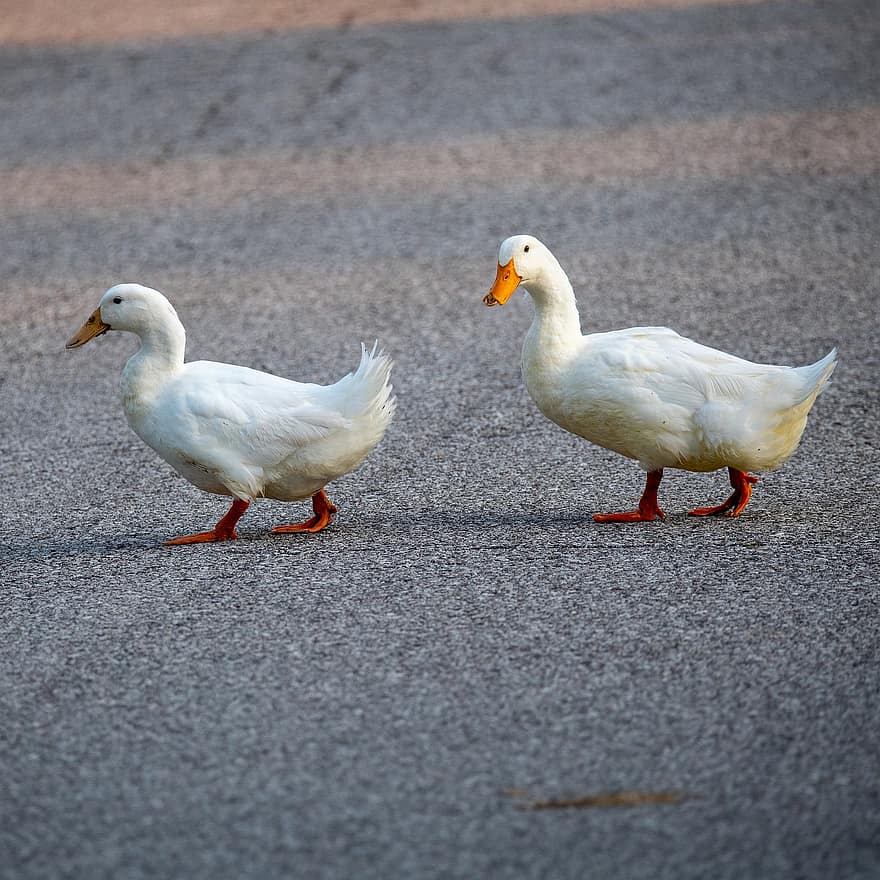 eend, pekin, pekin duck, Amerikaanse Pekin, witte eend, kip, wit, wandelen, straat, waterwild, natuur