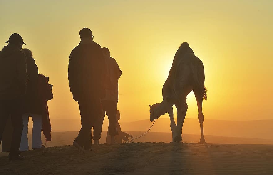 poušť, velbloud, jezdec na velbloudu, lidé, siluety, podsvícení, západ slunce, písek, písečné duny, zvíře, cestovní ruch