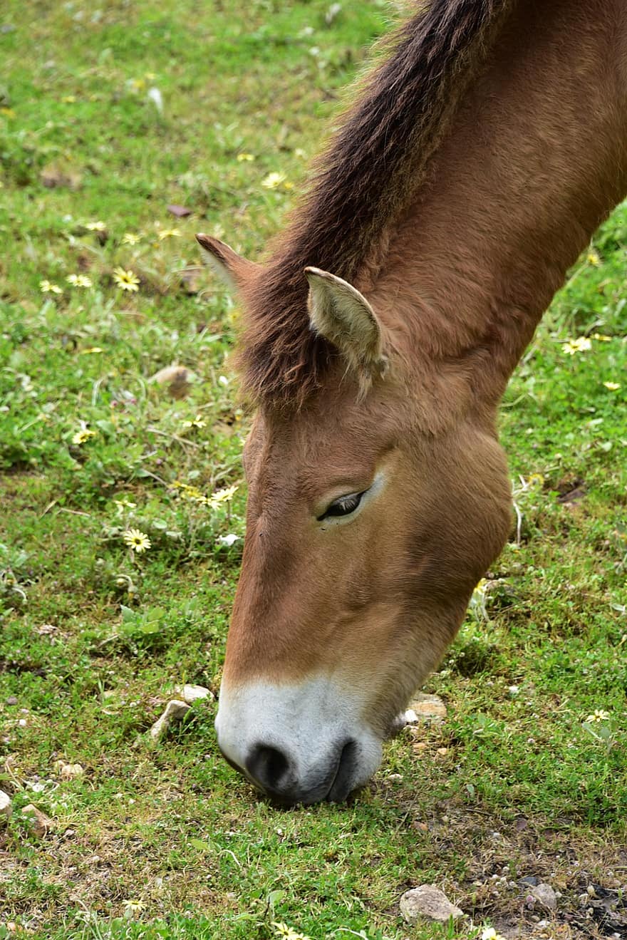 przewalski's hest, beite, hest, gress, beitemark, dyreliv, dyr, natur, dyrehage, equine, takhi