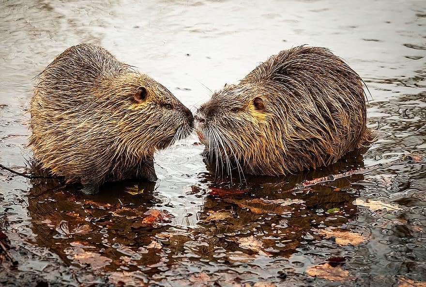 Nutria, Beaver Rat, Rodent, Animal, Nature, Wildlife, Water, animals in the wild, cute, close-up, whisker