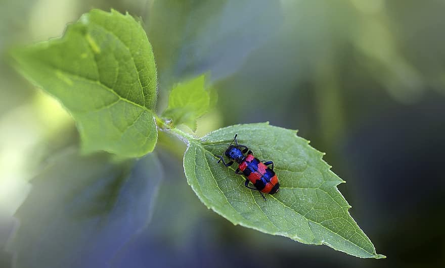 kumbang, serangga, daun, hewan, menanam, dedaunan, alam, makro, merapatkan