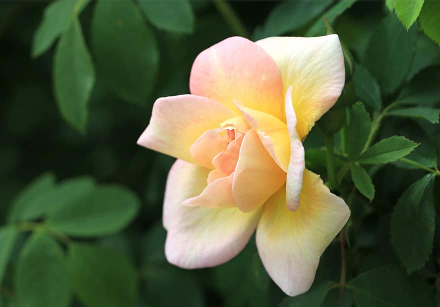 Rose, Bloom, Flower, Petals, Rose Petals, Rose Bloom, Blossom, Flora, Nature, Close Up