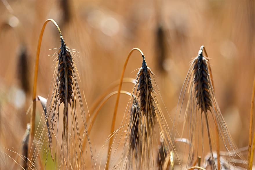 Kłos, Ears, Corn, Wheat, Nature, Field, Grains, Spring, Summer, Harvest