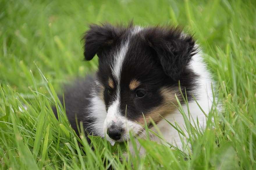cucciolo, cane pastore cane shetland, Shetland Habs, cane di razza, cucciolo femmina, Pastore Di Liquirizia, cane da pastore, animale