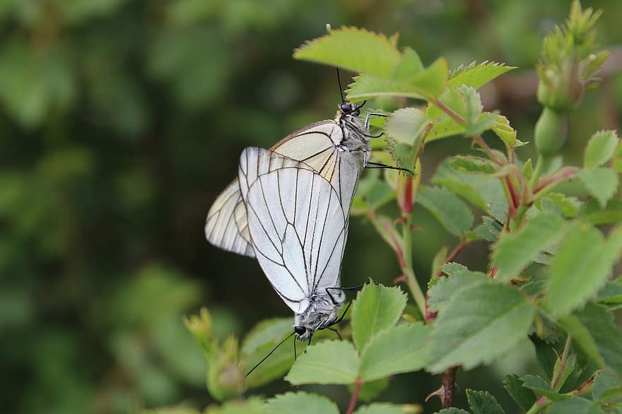 trắng có vân đen, những con bướm, côn trùng, giao phối, cánh, cây, vườn, Thiên nhiên, cận cảnh, bươm bướm, màu xanh lục