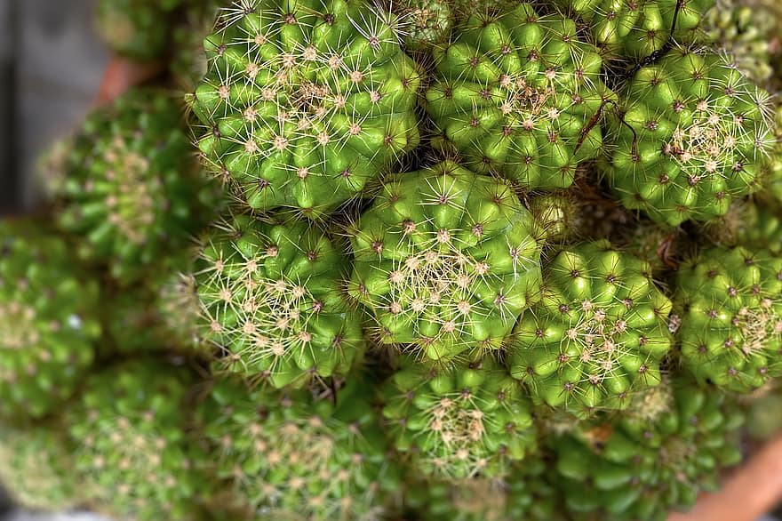kaktus, plante, tæt på, grøn farve, blad, botanik, saftige plante, torn, vækst, baggrunde, makro