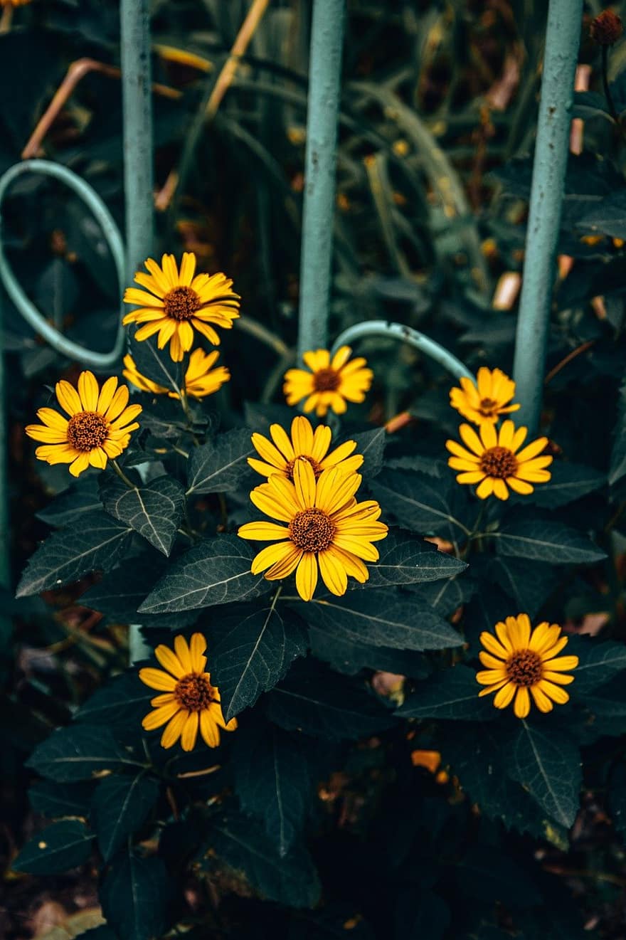 желтые цветы, сад, природа