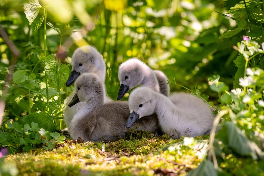 baby, swans, birds, animal, feather, wildlife, young, cute, duck, goose, beak