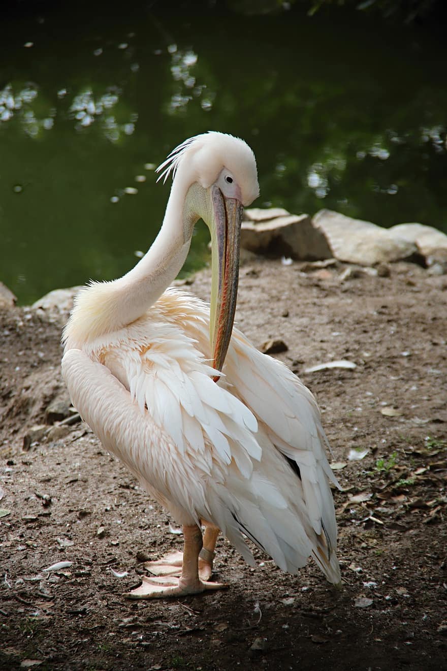 pelikan, kuş, hayvan, su kuşu, tüyler, gaga, yaban hayatı, fauna, doğa, hayvanat bahçesi, Plzeň Hayvanat Bahçesi