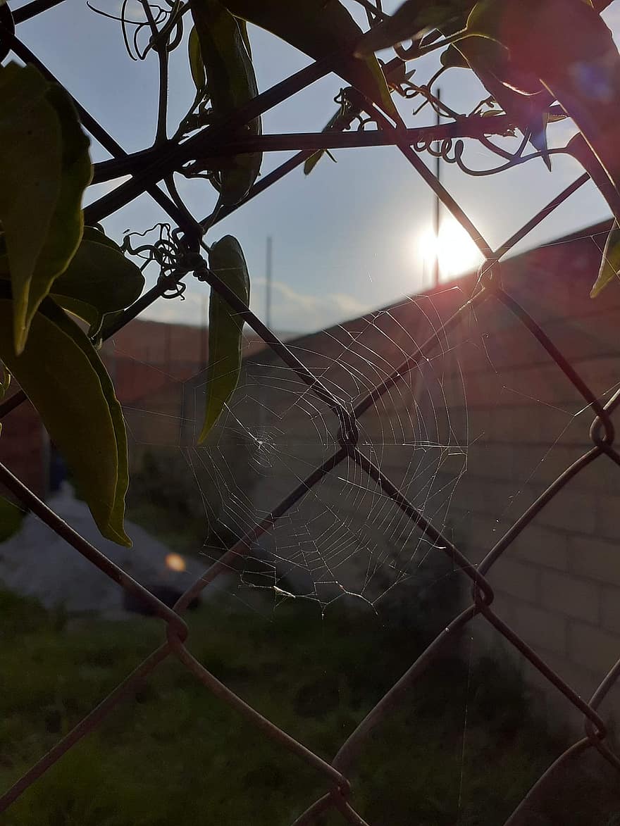 web, matahari, kota, matahari terbit, matahari terbenam, alam, menanam, merapatkan, jaring laba-laba, latar belakang, laba-laba