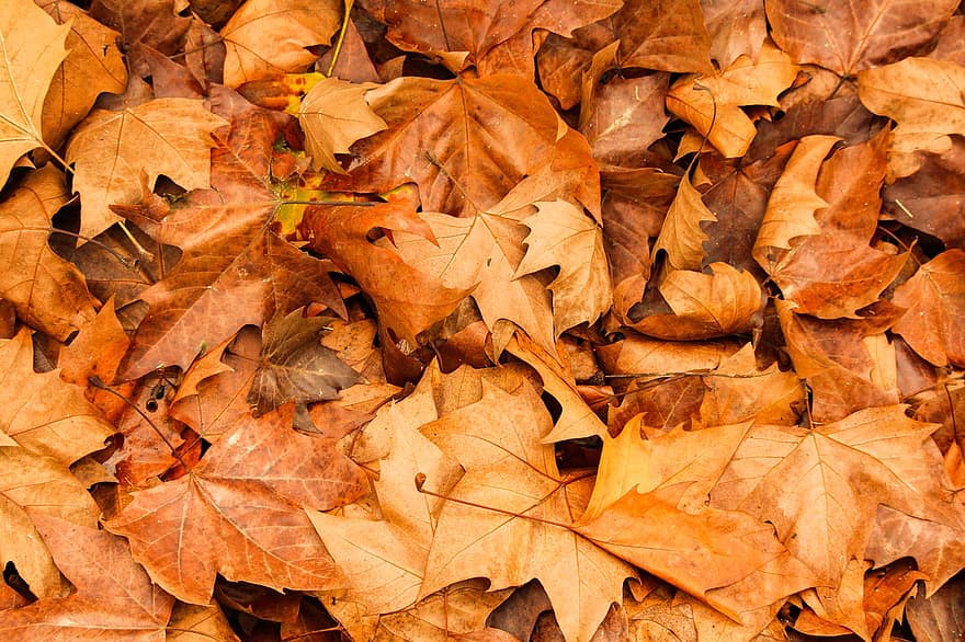 秋、葉、紅葉、秋の季節、落葉、色落ち、オレンジ色の葉、森林