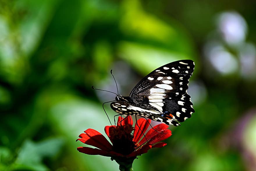 бабочка лайм, бабочка, насекомое, цинния, цветок, крылья, завод, сад, природа, крупный план, разноцветный