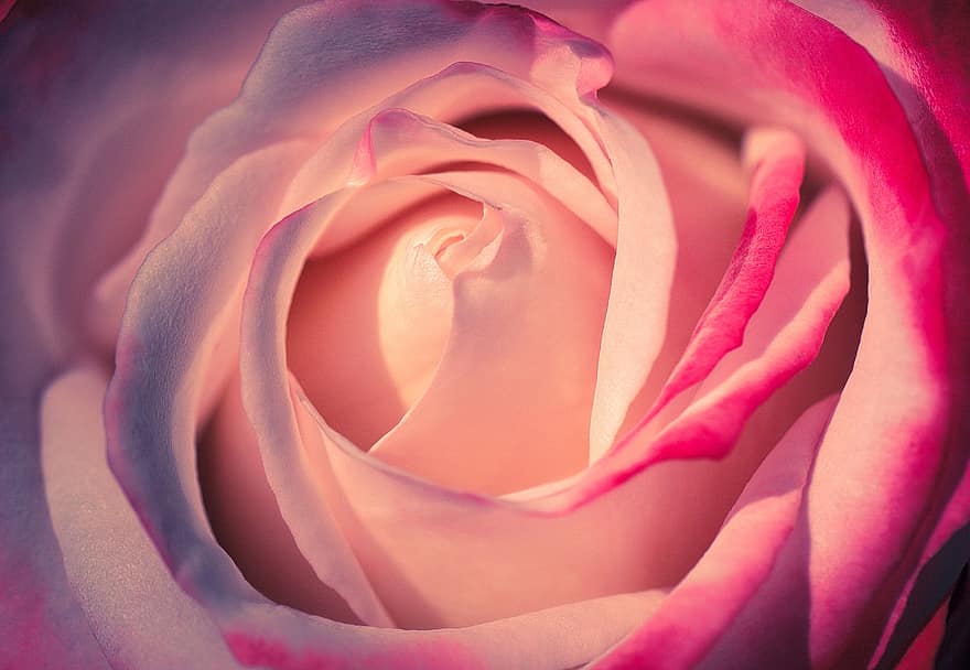 Rose, Rosenblüte, Blütenblatt, blühen, Blume, romantisch, Rosa, Natur, Pflanze, Schönheit, Liebe
