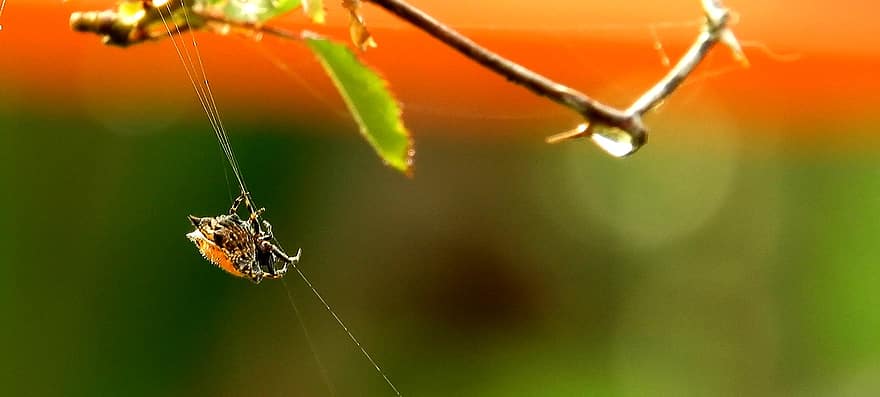насекомо, паяк, ентомология, мрежа, вид, макро, паяжина, едър план, листо, вид от паякообразни, растение