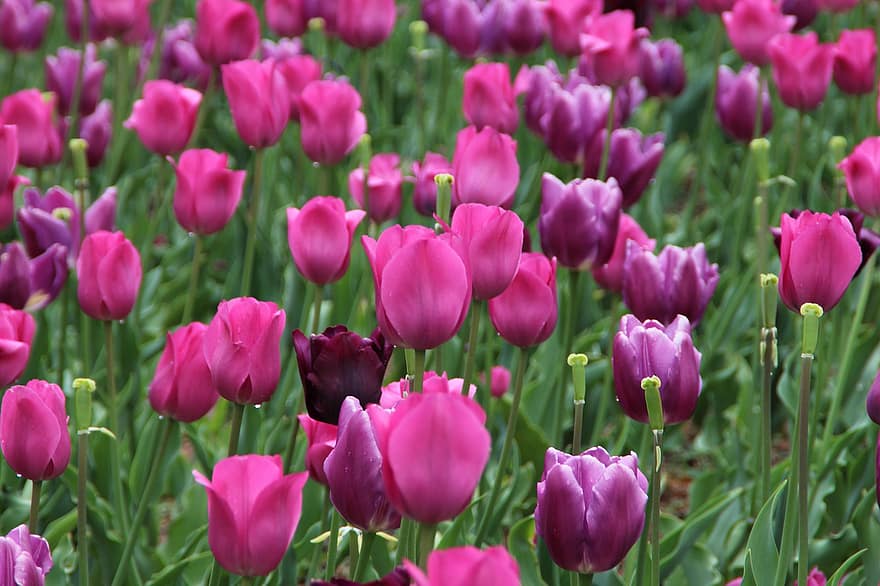 tulipaner, blomster, Mark, forår, forår blomster, lyserøde blomster, flor, blomstre, flora, planter, have