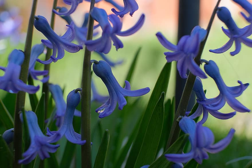 blomster, Hyacinth, anlegg, blomst, blomstre, botanikk, felt, natur, utendørs, vekst, petals