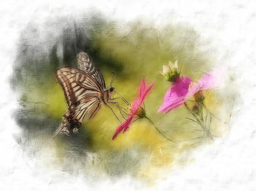 Insect, Butterfly, Pollination, Entomology, Flowers, Pollinate, Blossom, Flora, Fauna, Artwork, Bloom