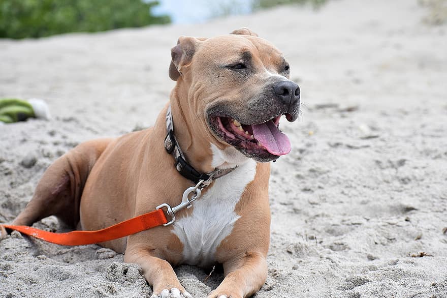 Pitbull, Hund, Strand, Sand, Haustier, Tier, Haushund, Eckzahn, Säugetier, süß, bezaubernd
