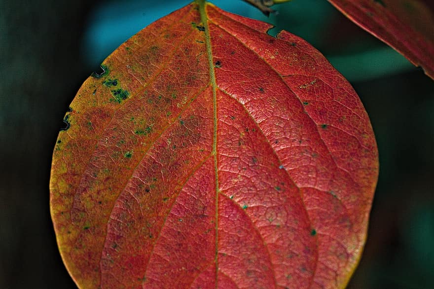 listy, podzim, Příroda, list, detail, žlutá, rostlina, sezóna, pozadí, vícebarevné, strom