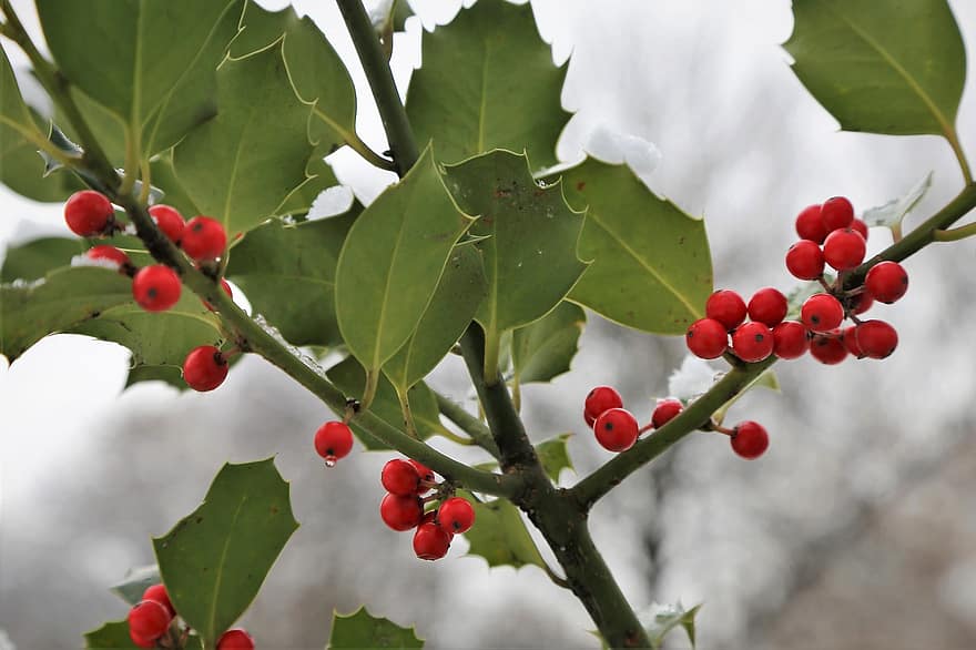 Ilex Aquifolium, обыкновенный падуб, рождественский падуб, красные ягоды, зеленые листья, ветка, зима, природа, Флора, садоводство, на открытом воздухе