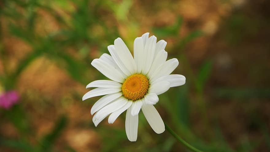 Marguerite, fleur, fleur blanche, pétales, pétales blancs, Floraison, flore, plante, été, fermer, couleur verte