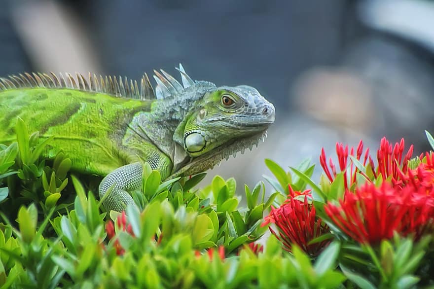 iguana, gad, zwierzę domowe, kwiat, egzotyczny, dzikiej przyrody, zbliżenie, zielony kolor, jaszczurka, klimat tropikalny, smok
