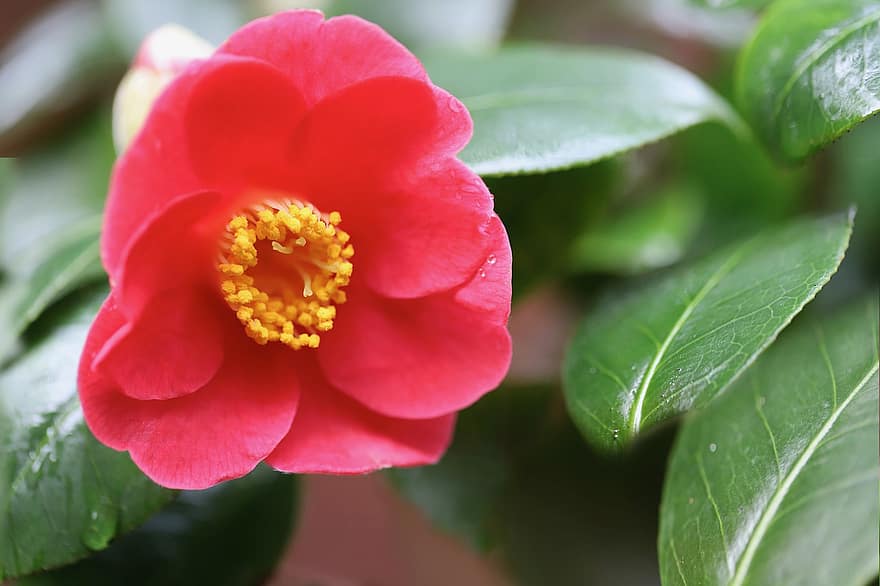 camellia, prydbusk, tidlig blomstrer, petals, rød blomst, blomstre, blomst, natur