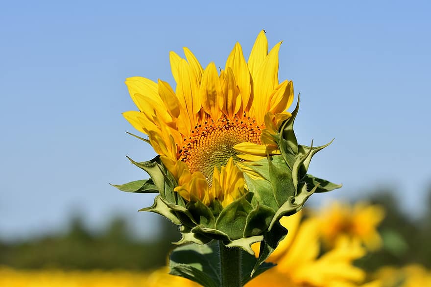 Sunflower, Flower, Yellow Flower, Blossom, Bloom, Petals, Plant, Flowering Plant, Ornamental Plant, Flora