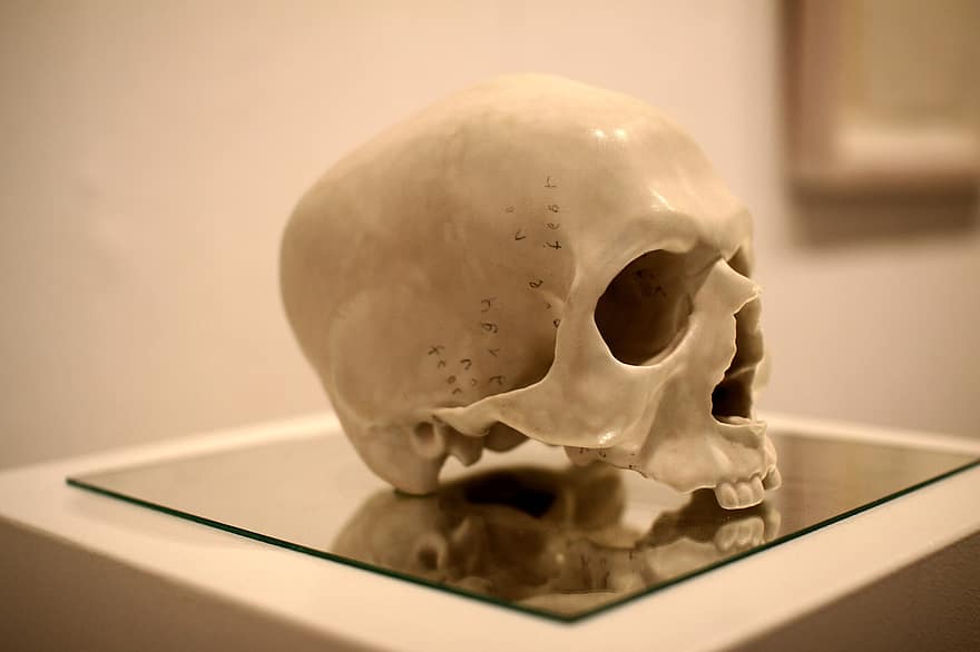 schedel, anatomie, skelet