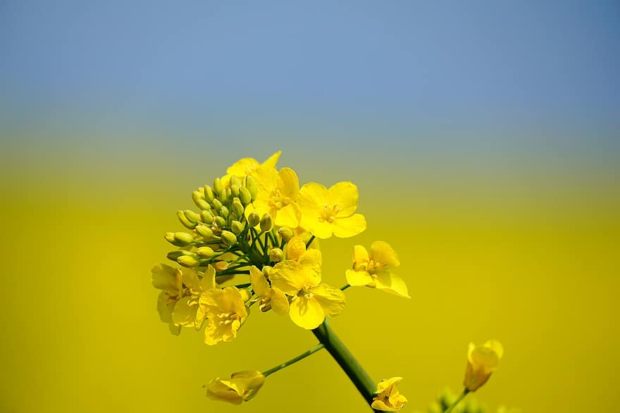 Oilseed Rape, Flowers, Plant, Yellow, Petals, Bud, Blossom, Bloom, Field, Spring, Nature
