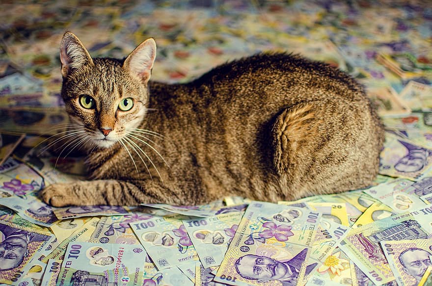gat, mascota, diners, animal, Leu romanès, Bitllets romanesos, 100 Leu, nacional, felí, mamífer, diners en efectiu