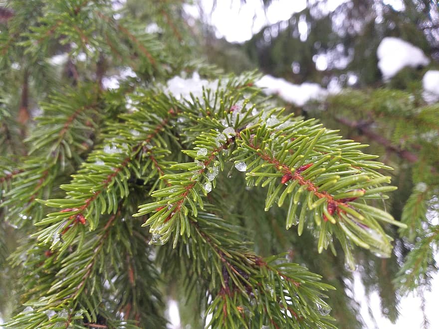 Pine, Branches, Ice, Wet, Snow, Winter, Pine Needles, Leaves, Foliage, Evergreen, Conifer