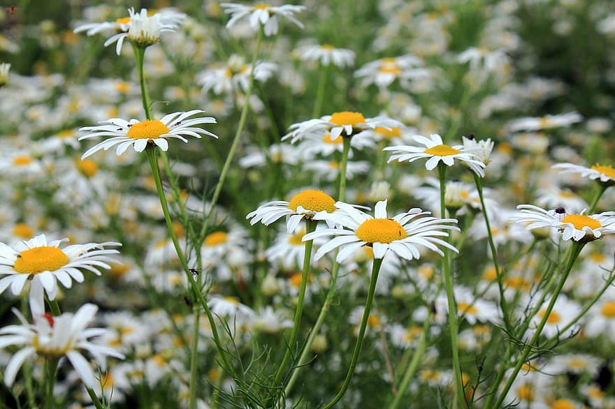 gėlė, augalų, balta, pobūdį, sodas, vasara, Iš arti, pievos, Daisy, pavasarį, geltona