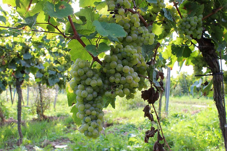 vīnogas, augļi, vīns, zaļās vīnogas, vīnkopība, augu, lapas, vīna dārzs, ēdiens, bioloģiski, raksturs