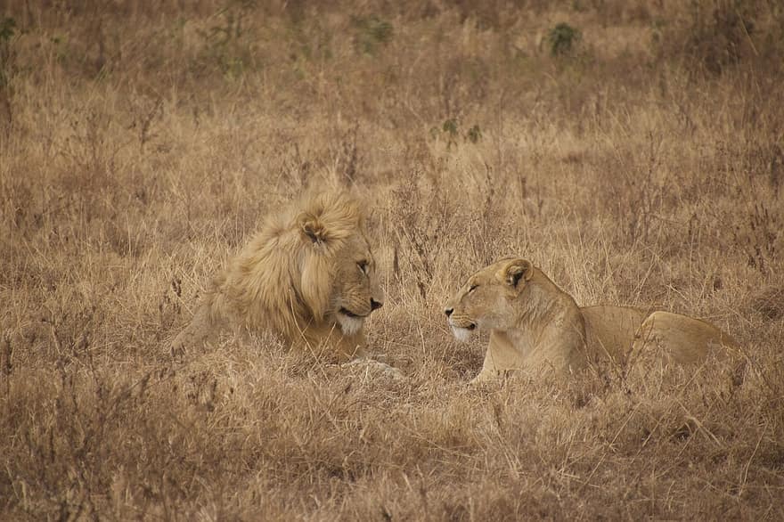 leões, animais, safári, mamíferos, leoa, Gatos grandes, animais selvagens, predador, fauna, região selvagem, savana