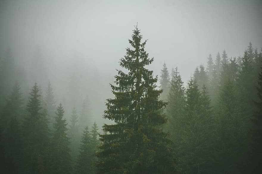 les, stromy, borovice, Příroda, krajina, světlo, mlha, ráno, zelená