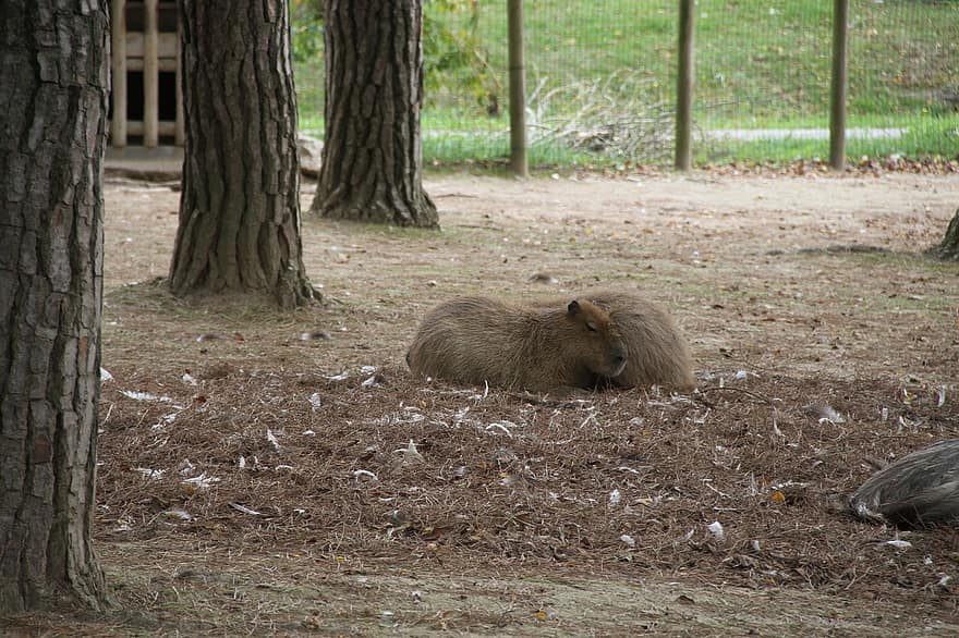 สัตว์, capybara, ที่ใช้ฟันแทะ, ธรรมชาติ, เลี้ยงลูกด้วยนม, สายพันธุ์