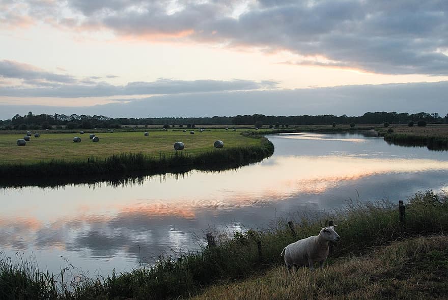 Нидерланды, канал, овца, домашний скот, смеркаться, ферма, трава, сельская сцена, заход солнца, луг, пейзаж