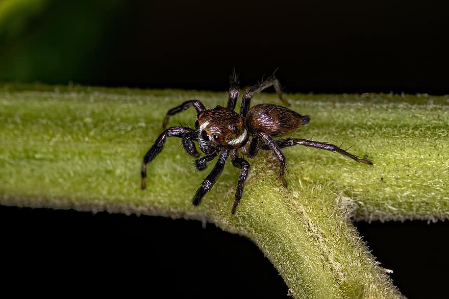 αράχνη, αραχνοειδές έντομο, ζώο, κλαδί, Aelurillini, Αρανεόμορφος, αρθροπόδων, Chelicerata, Entelegynae, πανίδα, θηλυκός