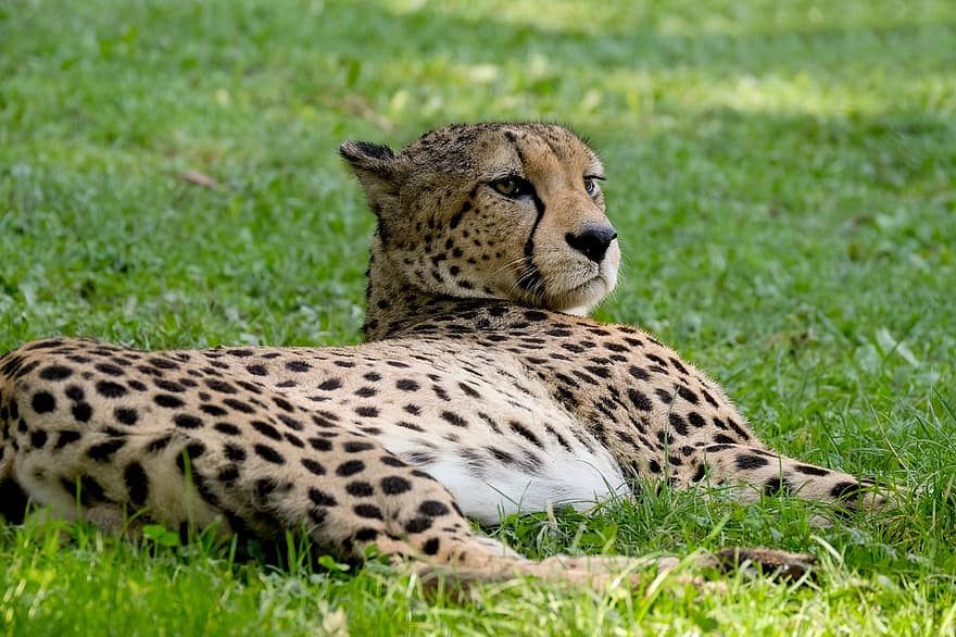 gepard, zwierzę, ogród zoologiczny, duży kot, ssak, mięsożerne, drapieżnik, dzikie zwierze, dzikiej przyrody, fauna, pustynia