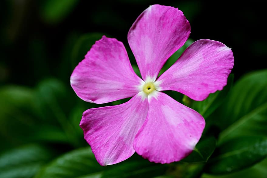 fiore rosa, pervinca del Madagascar, rosa pervinca, giardino, fiore, flora