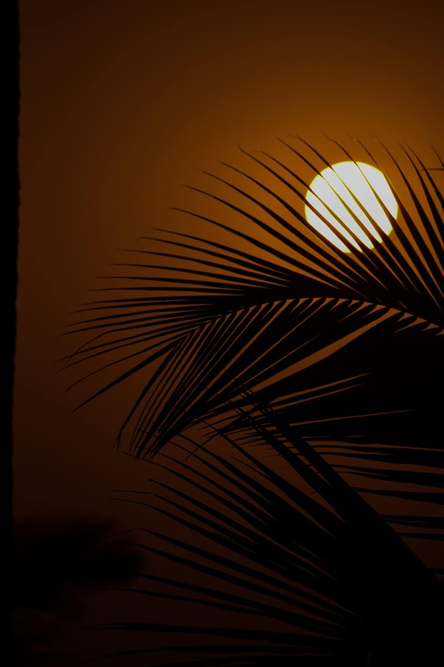 le coucher du soleil, feuilles de palmier, des silhouettes, palmier, Soleil, crépuscule, rétro-éclairage