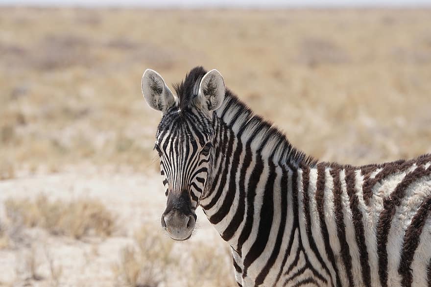 zebras, gyvūnas, safari, lygumos zebra, žinduolių, arklinių šeimos gyvūnai, laukinės gamtos, juostelės, laukiniai, dykumoje, pobūdį