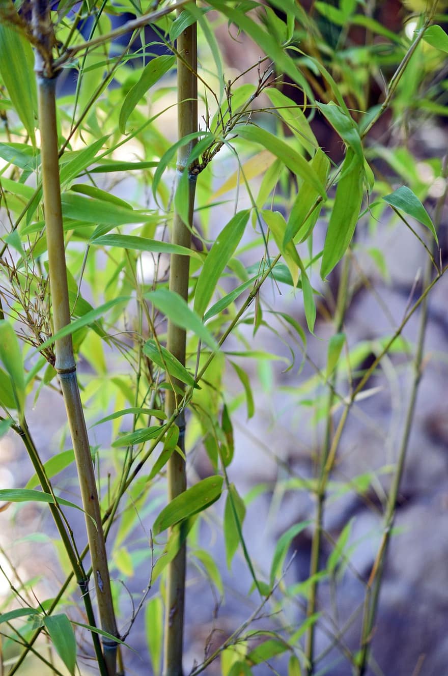 бамбук, дърво, клон, листа, шума, растение, природа, зелен