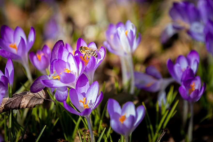 bloemen, krokus, de lente, natuur, flora, paars, tuin-, park, lente, buitenshuis, bloeien