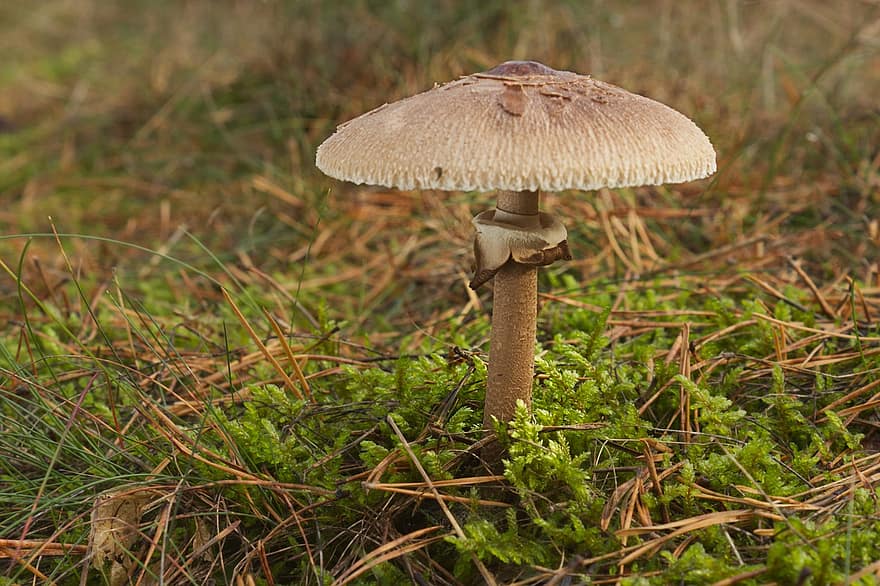 jamur, jamur layar raksasa, Macrolepiota Rhodospermae, alam, hutan, jatuh, ilmu jamur, merapatkan, musim gugur, tidak digarap, rumput