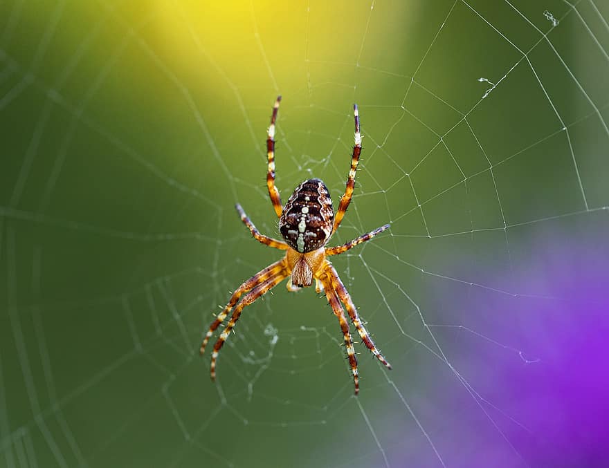 European Garden Spider, Diadem Spider, Orangie, Cross Spider, Crowned Orb Weaver, Araneus Diadematus, Spider, Spider Web, Arachnid, Insect, Wildlife